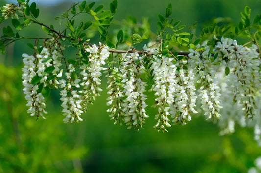 Prednosti Akacijevega Medu - Mellifera