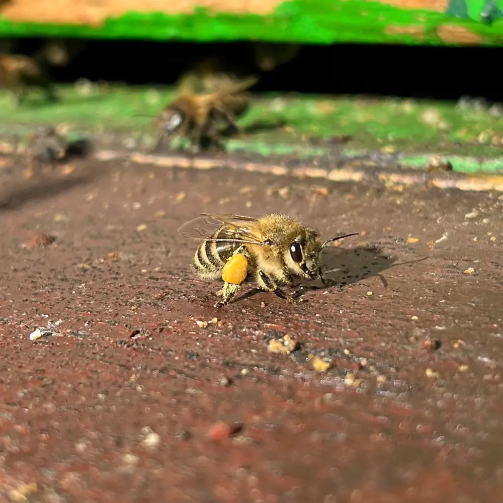 Polvere di fioritura