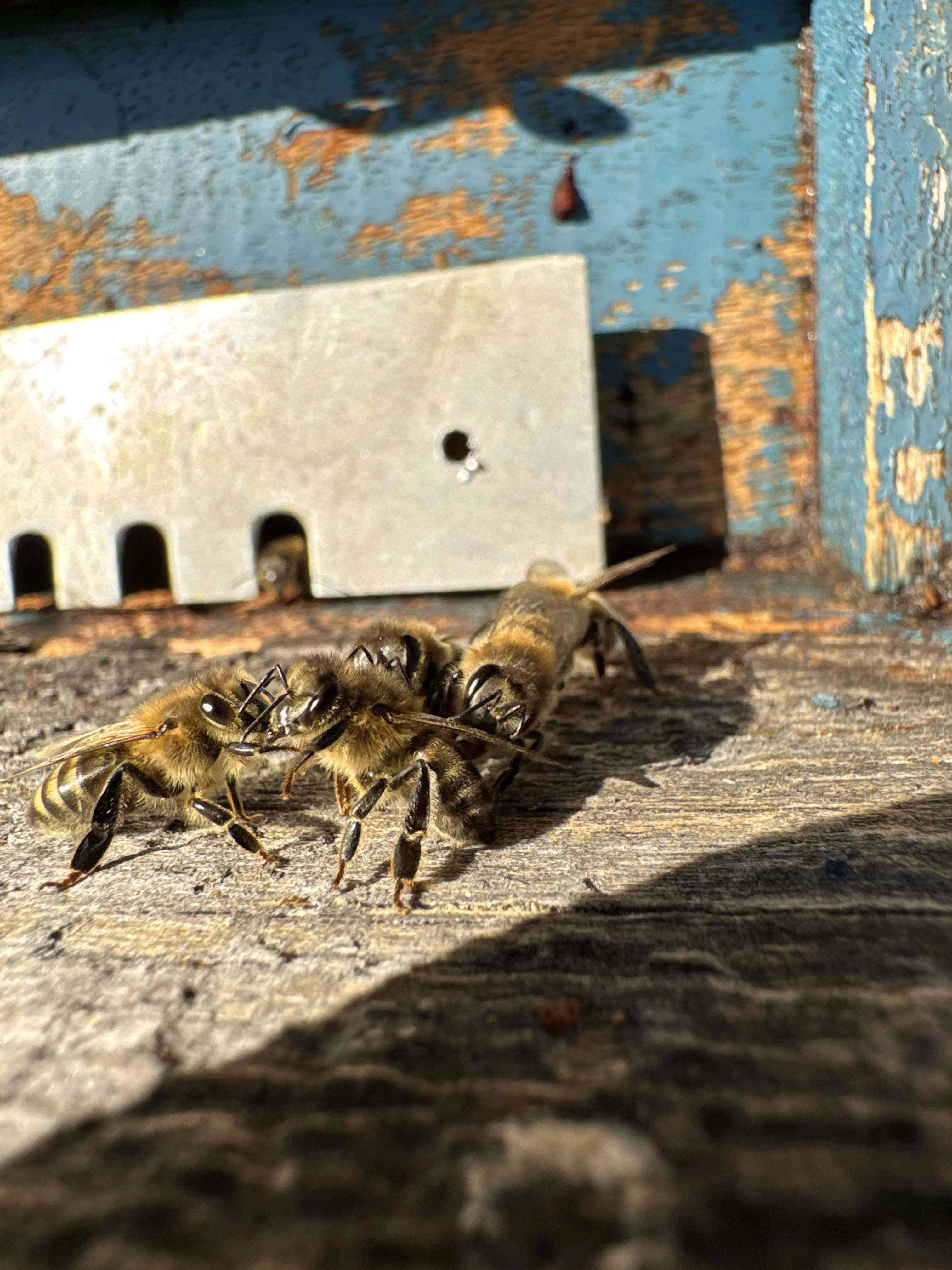 Čebele vrste Mellifera od blizu pred vhodom v panj, simbol naravnega čebelarstva in pridelave medu.