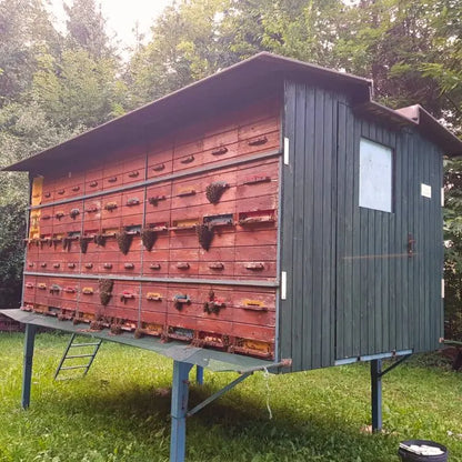 Čebelnjak v kostanjevem gozdu poln čebel