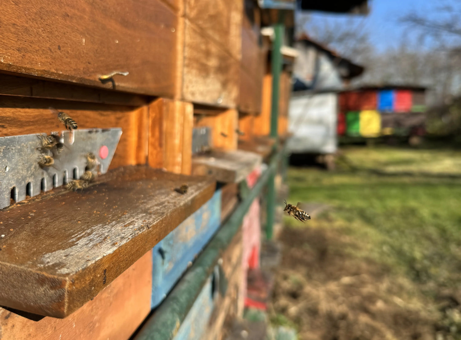 Panj s strani in čebele, ki letijo v panj, simbol naravne pridelave medu.